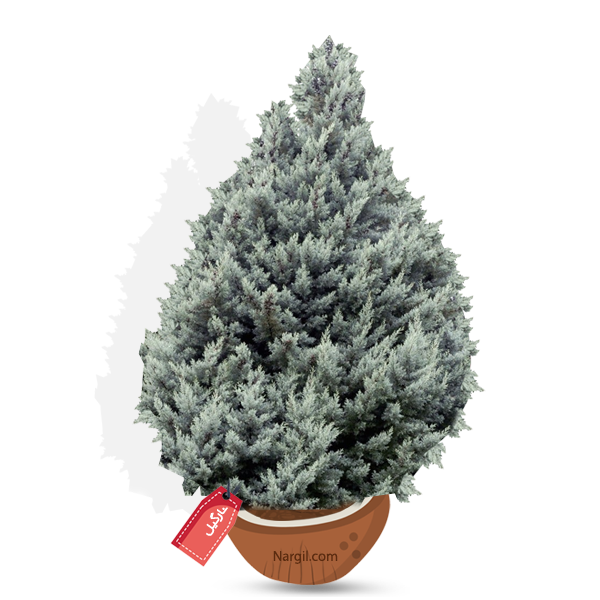  Nargil - Arizona Cypress